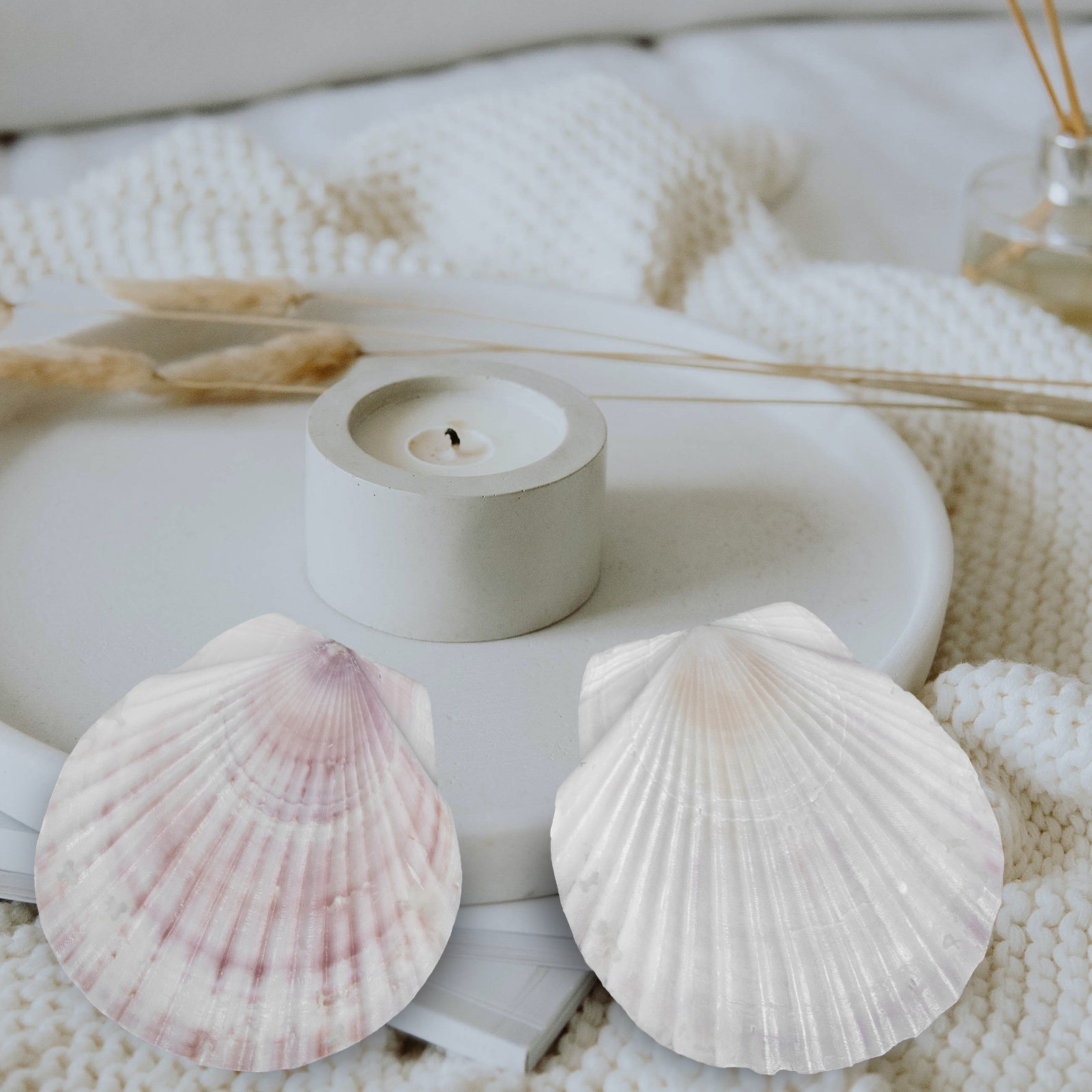 10 Pezzi di Conchiglie Natural - Mom'S Home Cooking recensione e prezzo